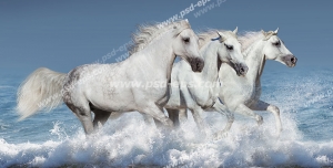 عکس با کیفیت سه اسب سفید یا قزل در حال یورتمه رفتن در میان آبهای ساحل با زمینه ای زیبا از دریای بیکران