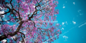 عکس با کیفیت فانتزی مناسب آسمان مجازی با طرح زیبای آسمان فیروزه ای و درخت هلو با شکوفه های صورتی