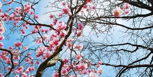 عکس با کیفیت آسمان مجازی یا طرح سقف کاذب درختان پر از شکوفه های صورتی بهاری