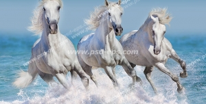 عکس با کیفیت سه اسب زیبای سفید رنگ با یال های بلند در حال یورتمه رفتن در میان ساحل دریا