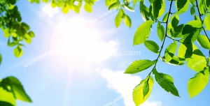 عکس با کیفیت آسمان مجازی یا طرح تایل سقفی برگ های سبز درختان در میان تلالو نور خورشید تابستان