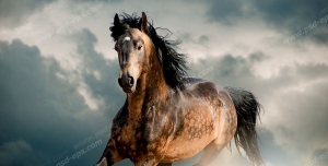 عکس با کیفیت نمایی از اسبی باوقار در حال چهار نعل رفتم در میان خاک صحرا با زمینه آسمانی با ابرهای تیره