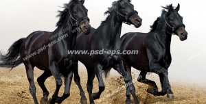 عکس با کیفیت سه عدد اسب سیاه با یال و دمی سیاه رنگ با افساری در دهانشان در حال یورتمه رفتن در زمین خاکی با زمینه آسمانی مد گرفته و سفید