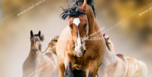 عکس با کیفیت تعدادی اسب به رنگ سمند در حال تاخت رفتن یا چهار نعل و اسبی با پیشانی سفید و یال مشکی پیشاپیش آنها