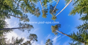 عکس با کیفیت آسمان مجازی یا طرح تایل سقفی درختان سرو و کاج در آسمان آبی جنگل