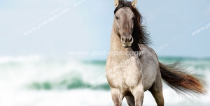 عکس با کیفیت اسبی زیبا و با وقار با رنگ نیله روشن در حال یورتمه رفتن در ساحل با زمینه دریای آبی بیکران