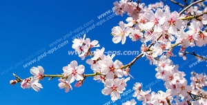 عکس با کیفیت شاخه پر شکوفه درخت بادام در میان آسمان آبی مناسب آسمان مجازی یا تایل سقفی
