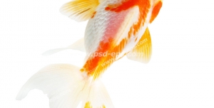 عکس با کیفیت ماهی قرمز و سفید یا گلدفیش یا ماهی عید نوروز