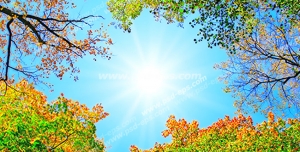 عکس با کیفیت آسمان مجازی پاییز با برگ های زرد و نارنجی درختان جنگلی و خورشید در آسمان