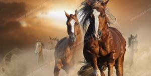 عکس با کیفیت دسته ای از اسب های اصیل به رنگ کرنگ با پیشانی سفید و اندامی ورزیده و چابک در حال تاخت رفتن در صحرا با زمینه آسمان در هنگام غروب آفتاب