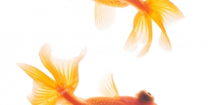 عکس با کیفیت دو ماهی قرمز کوچک در حلقه شنا به دور هم مناسب سفره هفت سین و عید نوروز