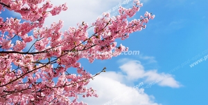 عکس با کیفیت آسمان مجازی یا طرح زیبا برای تایل سقف کاذب طرح درخت زیبای گیلاس پر از شکوفه های کوچک صورتی بر روی زمینه آسمان آبی به همراه تکه های ابر