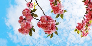عکس با کیفیت آسمان مجازی یا طرح زیبا برای تایل سقف کاذب منظره ای زیبا از شاخه های آویزان درخت بهاری به همراه شکوفه های کوچک صورتی با زمینه ای از آسمان دل انگیز بهاری