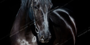 عکس با کیفیت پرتره ای از چهره و فون اسبی زیبا و با وقار با یال و دم سیاه در زمینه مشکی