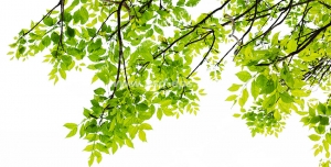 عکس با کیفیت نمای نزدیک از شاخه پر از برگ های سبز در آسمان پرنور و روشن مناسب آسمان مجازی