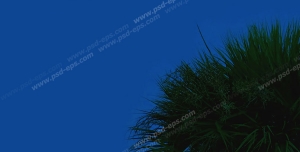 عکس با کیفیت آسمان مجازی شب یا طرح زیبا برای تایل سقف کاذب طرح تک درختی به همراه ماه کامل تابان در شب دشت