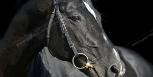 عکس با کیفیت پرتره اسبی سیاه رنگ با پیشانی سفید و افساری در دهانش