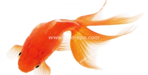 عکس با کیفیت ماهی قرمز یا گلدفیش با دم زیبا مناسب سفره هفت سین عید نوروز