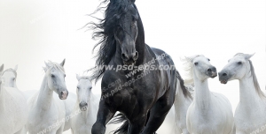 عکس با کیفیت اسب مشکی زیبا با یال مشکی و بلند با زمینه تعدادی اسب سفید رنگ