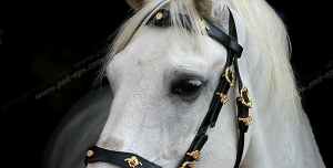 عکس با کیفیت چهره و فون زیبای اسبی سفید رنگ با یالی بلند و سفید با افسار چرم مشکی بر روی زمینه مشکی رنگ