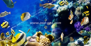 عکس با کیفیت وکتور ماهی های زرد در میان صخره های مرجانی مناسب آسمان مجازی آکواریوم