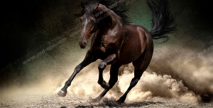 عکس با کیفیت اسب قهوه ای با اندام کشیده و زیبا در حال به تاخت رفتن و گرد خاک در پشت آن