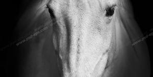عکس با کیفیت چهره اسب سفید آرام و باوقار از نمای نزدیک با زمینه مشکی