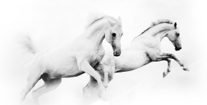 عکس با کیفیت دو عدد اسب سفید رنگ ایستاده در کنار هم با زمینه سفید