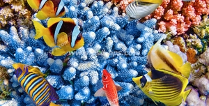 عکس با کیفیت ماهی های رنگارنگ و زیبا در میان مرجان قیطانی آبی رنگ مناسب آسمان مجازی آکواریوم
