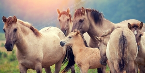 عکس با کیفیت تعدادی اسب با نژاد اصیل و زیبا با رنگ های سمند به همراه کره هایشان در میان دشتی بزرگ و سرسبز