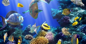 عکس با کیفیت شنای ماهی های رنگارنگ در میان تلالو نور در آب و در کنار مرجان های قیطانی مناسب آسمان مجازی آکواریوم