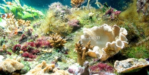 عکس با کیفیت مناسب آسمان مجازی آکواریوم با نمایی از مرجان های نرم و جلبک های کف دریا