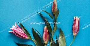 عکس با کیفیت گل های لاله سرخ و سفید بر روی زمینه آبی فیروزه ای رنگ