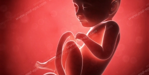عکس با کیفیت تبلیغاتی جنین داخل رحم مادر و بند ناف