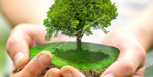 عکس با کیفیت تبلیغاتی یک تکه از زمین شامل یک درخت سبز در دستان فرد