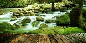 عکس با کیفیت تبلیغاتی منظره رودخانه آب گرم جاری بین درختان جنگل