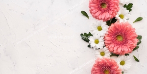 عکس با کیفیت گل های ژربرای گلبهی و مارگریت با برگ های کوچک چیده شده بر روی زمینه سفید