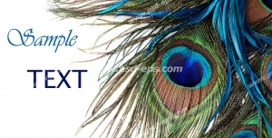 عکس با کیفیت تبلیغات کارت پستال با طرح پر زیبای طاووس