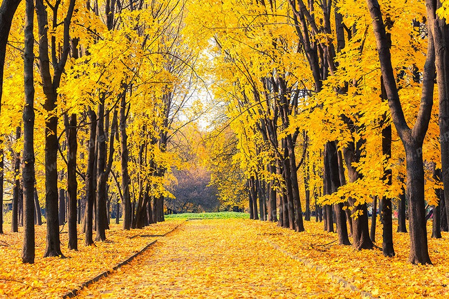 عکس با کیفیت تبلیغاتی پارک جنگلی با برگ های زرد - لایه باز طرح آماده psd -  eps