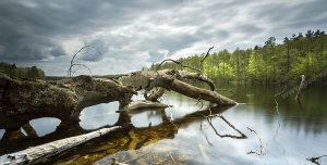 عکس با کیفیت تبلیغاتی درخت خشک شده که روی آب دریاچه افتاده است