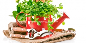 عکس با کیفیت تبلیغاتی گل در آبپاش باغبانی قرمز رنگ