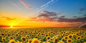 عکس با کیفیت تبلیغاتی مزرعه گل های آفتابگردان