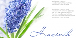 عکس با کیفیت تبلیغاتی گل زیبا آبی