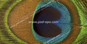 عکس با کیفیت تبلیغاتی پر طاووس از نمای نزدیک