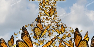 عکس با کیفیت تبلیغاتی پروانه هایی که فلش را تشکیل داده اند