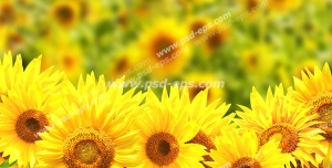 عکس با کیفیت تبلیغاتی مرزعه گل های آفتاب گردان