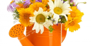 عکس با کیفیت تبلیغاتی گل های زیبا در آبپاش نارنجی