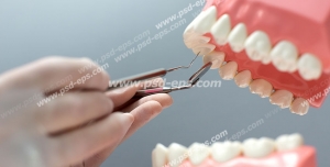 عکس با کیفیت تبلیغاتی ماکت دندان و دکتر در حال تدریس پیدا کردن نقطه خراب دندان