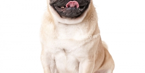 عکس با کیفیت تبلیغاتی سگ پاگ در بک گراند سفید