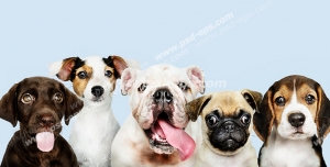 عکس با کیفیت تبلیغاتی پنج سگ بانمک در کنار یکدیگر